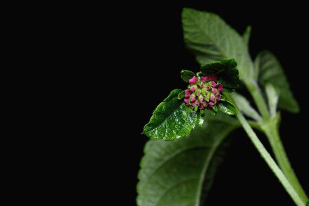 Closeup Lantana camara flower on black backgroundの写真素材
