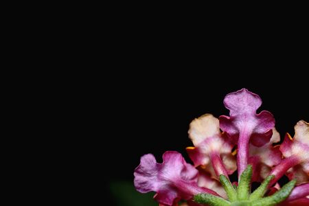 Closeup Lantana camara flower on black background