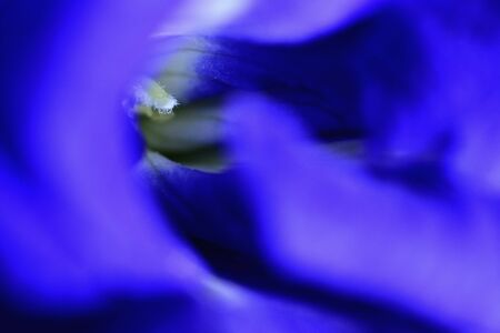 Ruellia tuberosa a small herbaceous plant grows well both outdoors and indoors