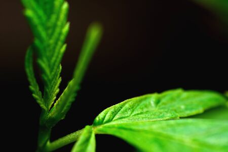 Young cannabis or hemp leaves, legalization of farmer field
