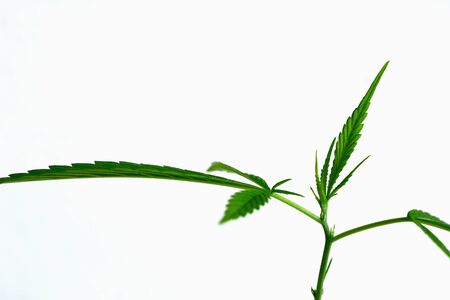 Isolate young cannabis or hemp leaves, legalization of farmer field, white backgroundの写真素材