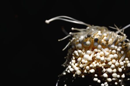 Closeup fresh golden needle mushroom or enoki mushroom, isolated background.