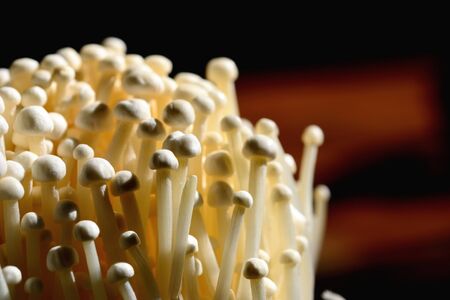 Closeup fresh golden needle mushroom or enoki mushroom, isolated background.