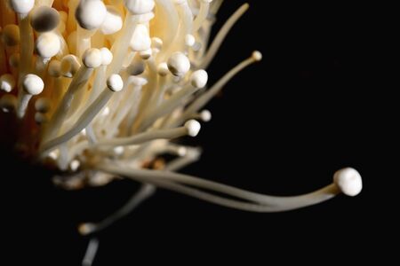 Closeup fresh golden needle mushroom or enoki mushroom, isolated background.の写真素材