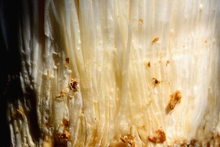 Closeup fresh golden needle mushroom or enoki mushroom, isolated background.の写真素材