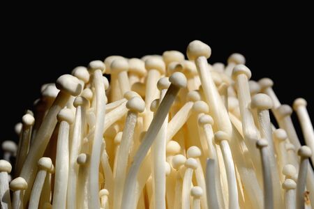 Closeup fresh golden needle mushroom or enoki mushroom, isolated background.の写真素材