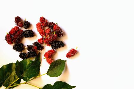 Mulberry fruit or morus fruit in black species. Closeup isolated on white background.の写真素材