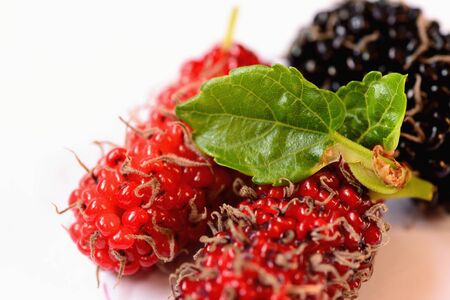 Mulberry fruit or morus fruit in black species. Closeup isolated on white background.