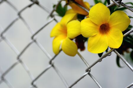 Yellow allamanda cathartica flowers blooming on the iron grid fence.の写真素材