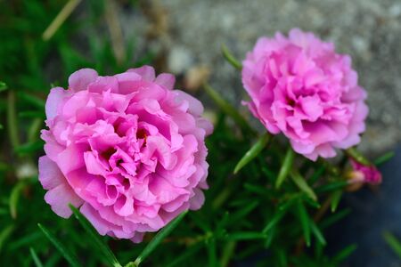 Portulaca grandiflora flower or Sun Plant. Many common names are Japanese Rose, Mose Rose and Portulaca Rose.の写真素材