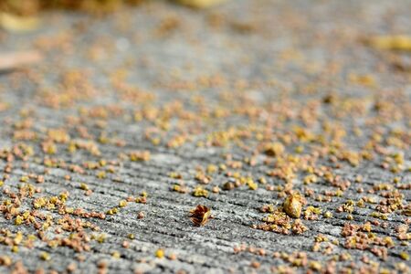 MacArthur palm seeds and flowers on concrete road landscape, selective blurred background.の写真素材