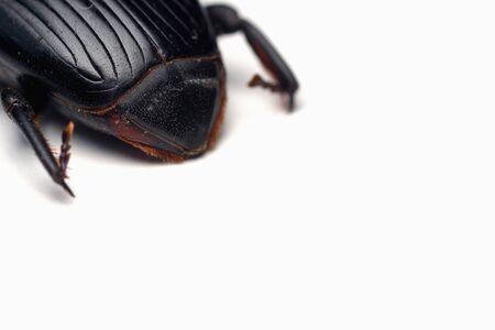 Closeup Red palm weevil, Red stripes palm weevil, Asian palm weevil or Sago palm weevil, isolated on white background.の写真素材