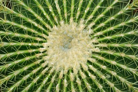Selective focus on golden barrel cactus (echinocactus grusonii) cluster, well known species of...