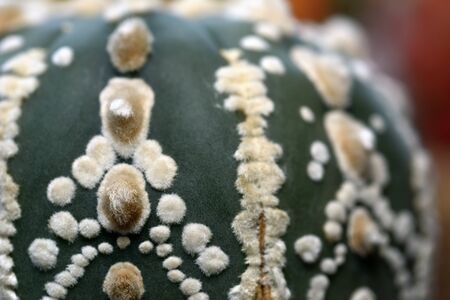 Astrophytum asterias cactus, no thorn, a round head and V shape pattern arrange down the trunk. Developed by Japanese people.の写真素材