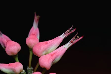 Closeup pink Euphorbia tithymaloides or Slipper flowers, isolated on black bachground.の写真素材