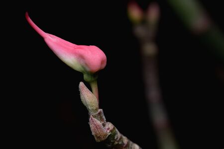 Closeup pink Euphorbia tithymaloides or Slipper flowers, isolated on black bachground.の写真素材