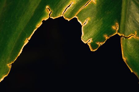 Closeup green leaf texture isolated on natural background.の写真素材