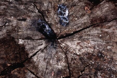 Closeup detail of old wood texture background. Copy space.