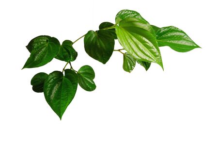 Wild Betel Leafbush tropical green leaf isolated on white background.の写真素材