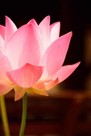 Beautiful pink lotus flower with natural background.の写真素材