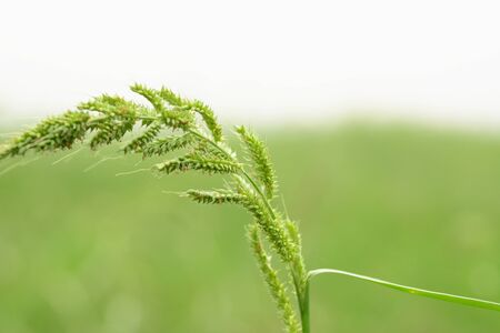 Grass flowers isolated on white background, natural grassland.の写真素材