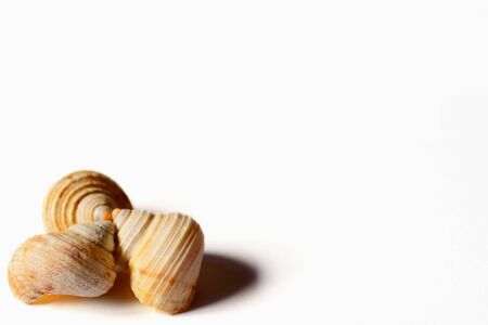 Sea shells isolated on white background.