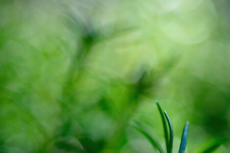 Macro shot of moss rose plant with light bokeh and blurred background.