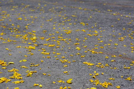 Yellow flowers on the concrete road surface.