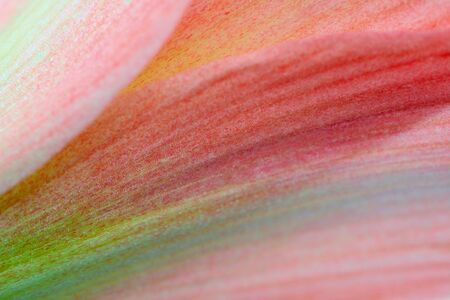 Detail of amaryllis flower, macro shot. Abstract background.の写真素材
