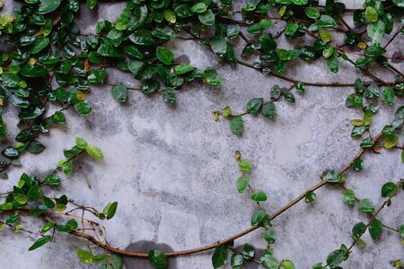 Coatbuttons or Mexican daisy plant on the wall with copy space.