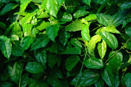 Tiliacora triandra green leaves pattern background.