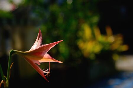 Detail of amaryllis flower with natural background.の写真素材