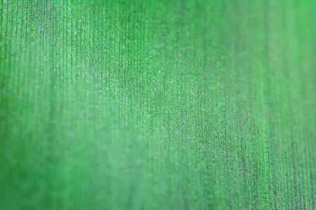 Tropical green leaf, abstract texture background.の写真素材