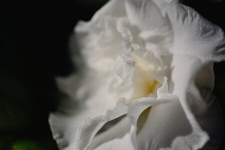 White gardenia flower a genus of flowering plants in the coffee family.の写真素材