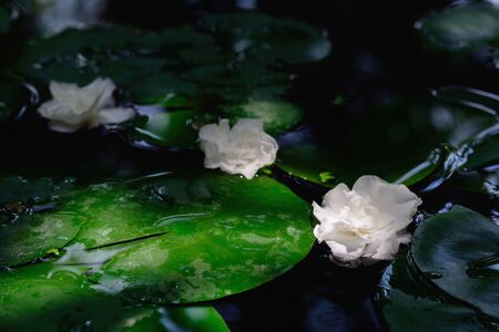 White gardenia flower a genus of flowering plants in the coffee family.の写真素材