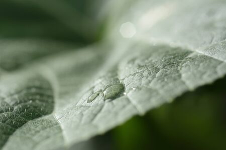 Abstract pumpkin green leaf texture blurred background.