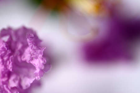 Purple crape myrtle flowers isolated on white background.