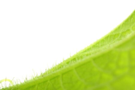 Closeup nature view of green leaf texture isolated on white background.