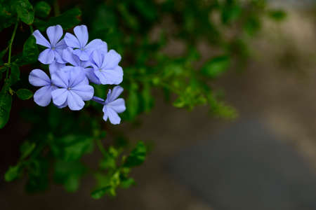 Cape leadwort or white plumbago flowers with natural blurred background.