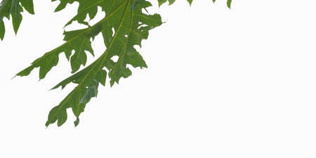 Papaya green leaves isolated on white background with copy space.