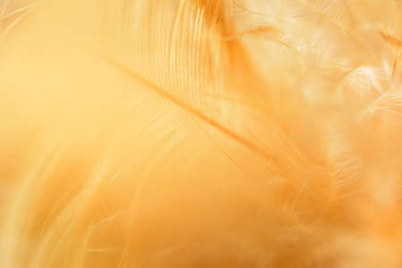 Abstract chicken feather texture background soft focus.の写真素材