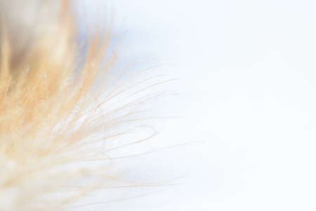 Abstract chicken feather texture background soft focus.
