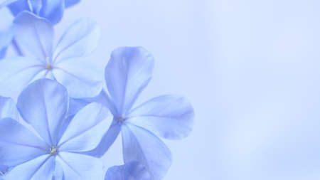 Cape leadwort or white plumbago flowers with natural blurred background.の写真素材