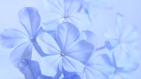 Cape leadwort or white plumbago flowers with natural blurred background.