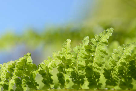 Closeup fern leaves with natural green background in sunlight.
