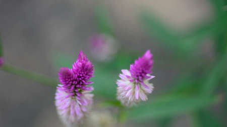 Closeup pink cockscomb flower with natural background.