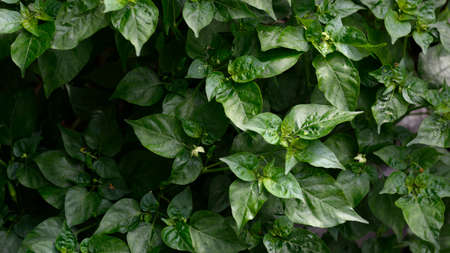 Natural green leaves pattern background of paprika tree.