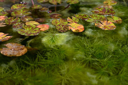 Lotus leaves and green hydrilla verticillata plant underwater with natural background.