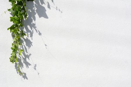 Green leaf with shadow on white concrete wall background.の写真素材