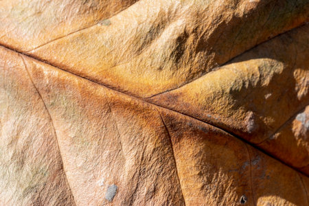 Abstract fall leaf texture for background.の写真素材